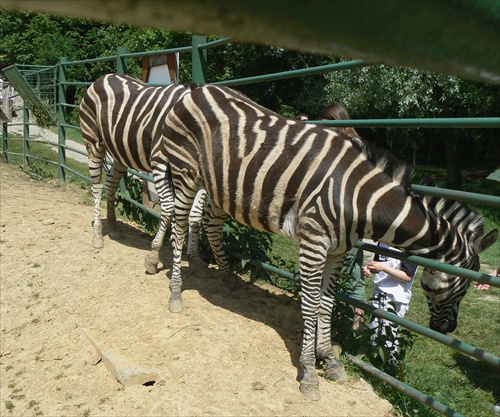 Zebra osemnohá