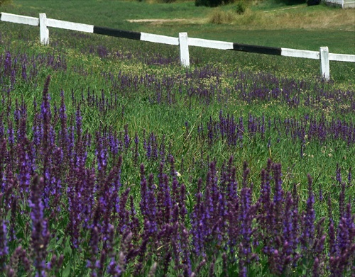 Hranica (pozemkov)