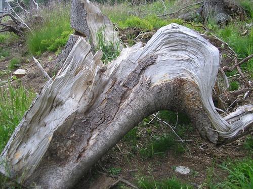Drevo -haluska
