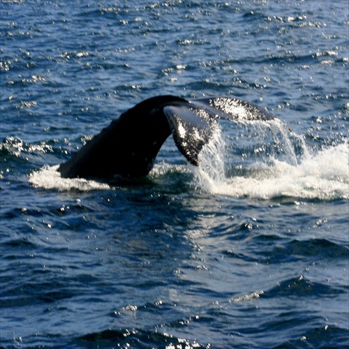 veľrybí