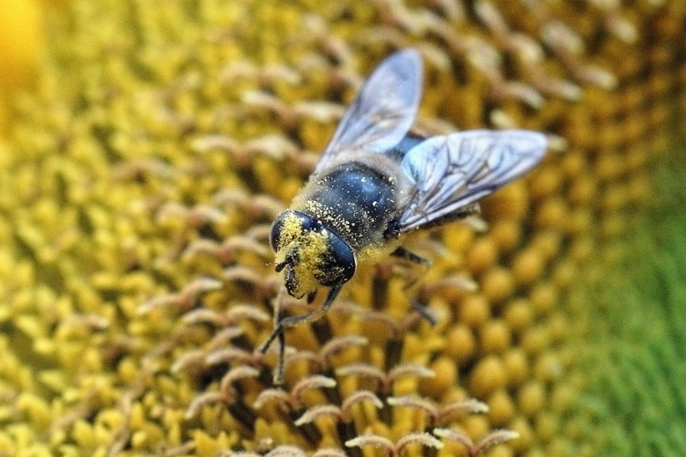 Včela ako prasa