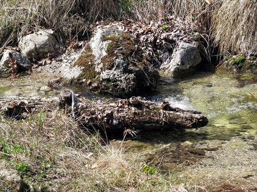 krokodíl v Malej Fatre