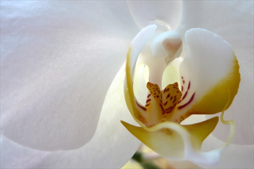 Babickina orchidea