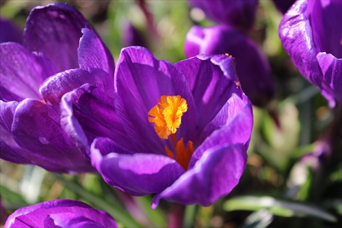 Crocus sativus - Šafrán