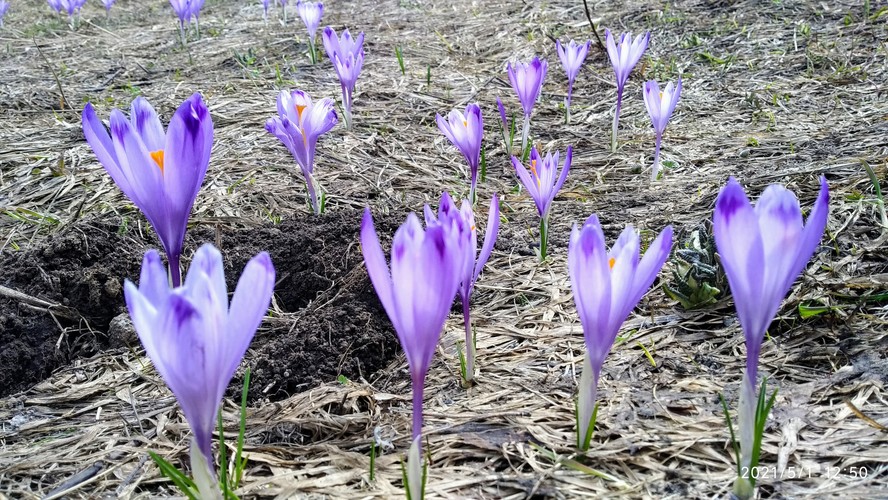 Jarná krása v Lopušnej Doline.