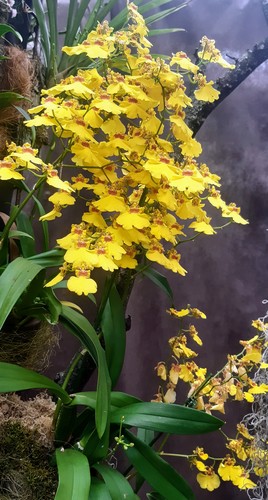 Krása orchideí.