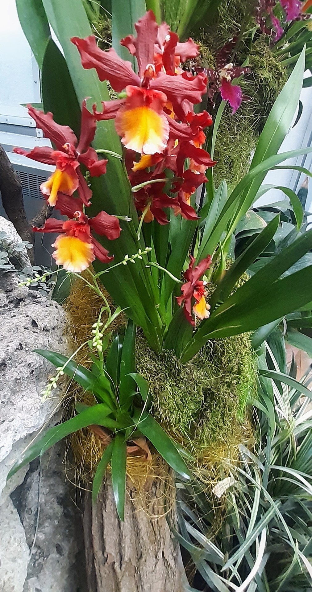 Krása orchideí.