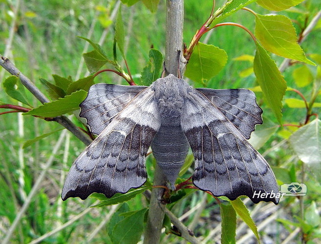 Laothoe populi