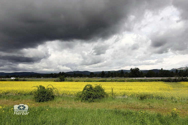 mračná nad repkou