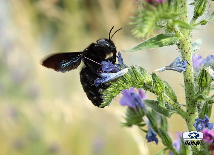 Xylocopa violacea