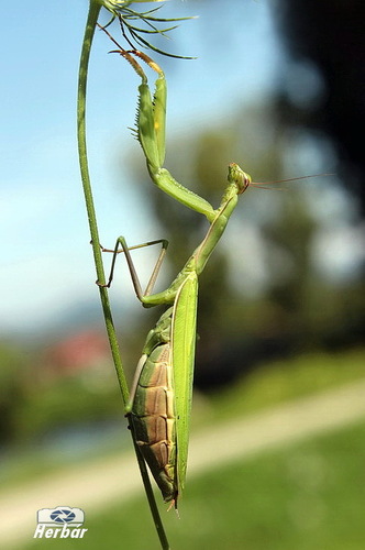 predátor