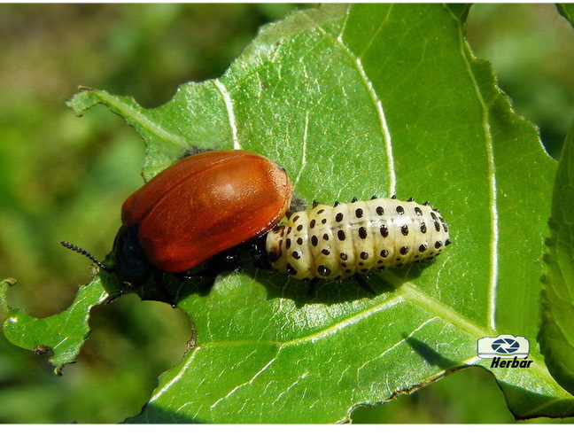 Chrysomela populi