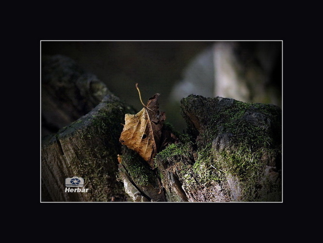 jesenné zátišie🍂