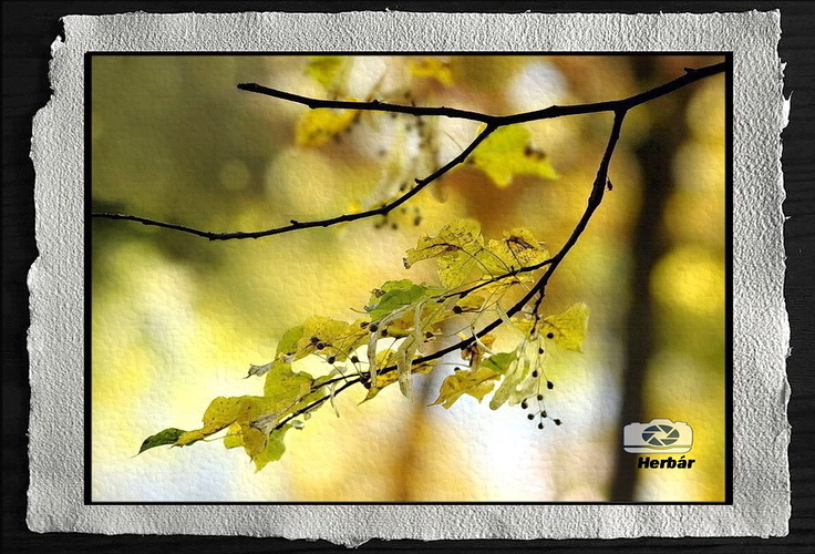jesenné zátišie🍂