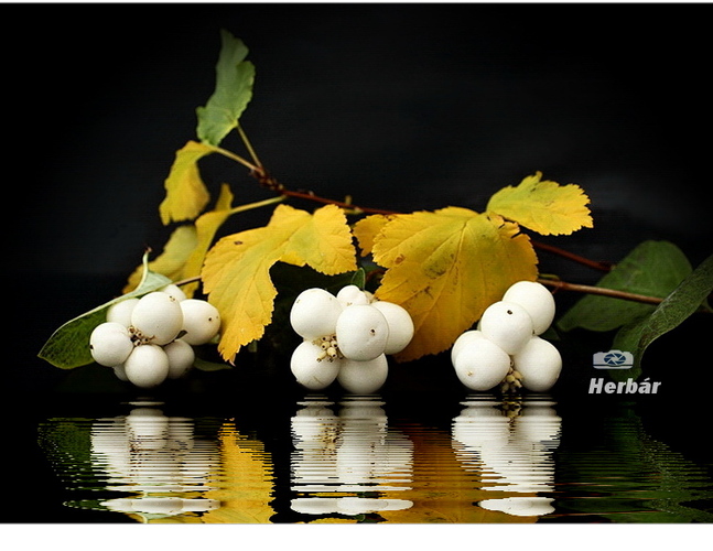 jesenné zátišie🍂