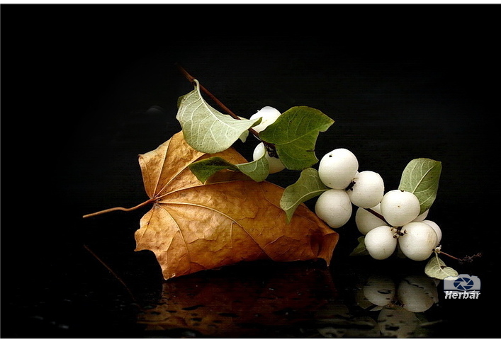 jesenné zátišie🍂