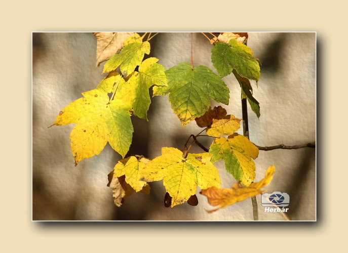 jesenné zátišie🍂