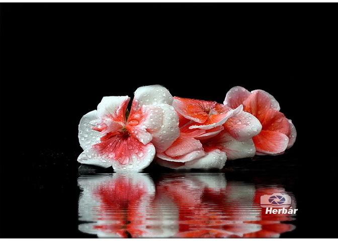 muškátové kvietky