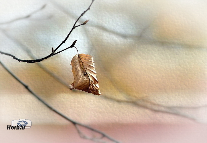 jesenné zátišie🍂