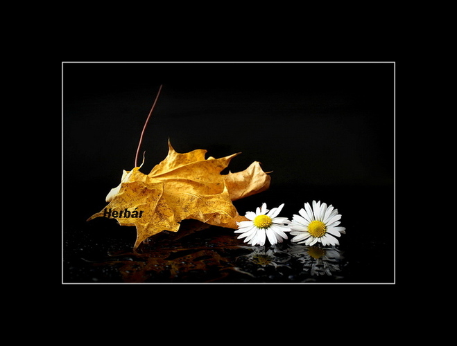 jesenné zátišie🍂