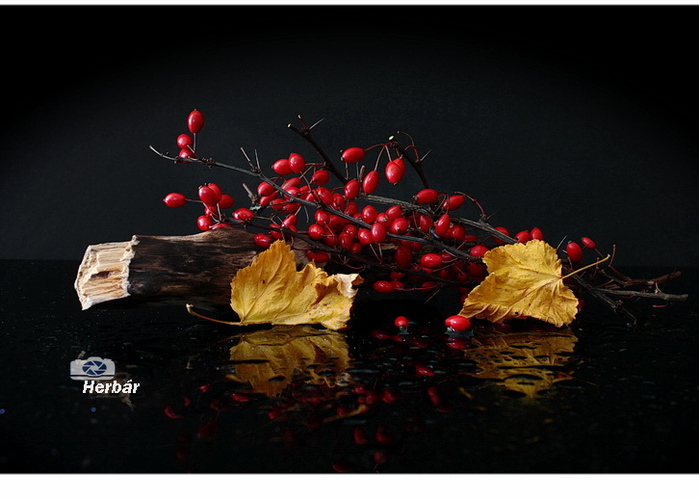 zátišie s červenými plodmi