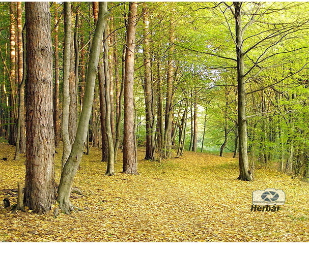 jesenné zátišie🍂