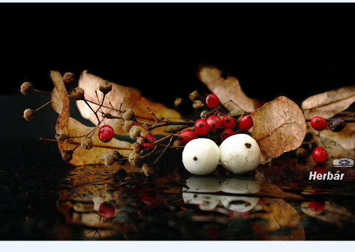 jesenné zátišie🍂