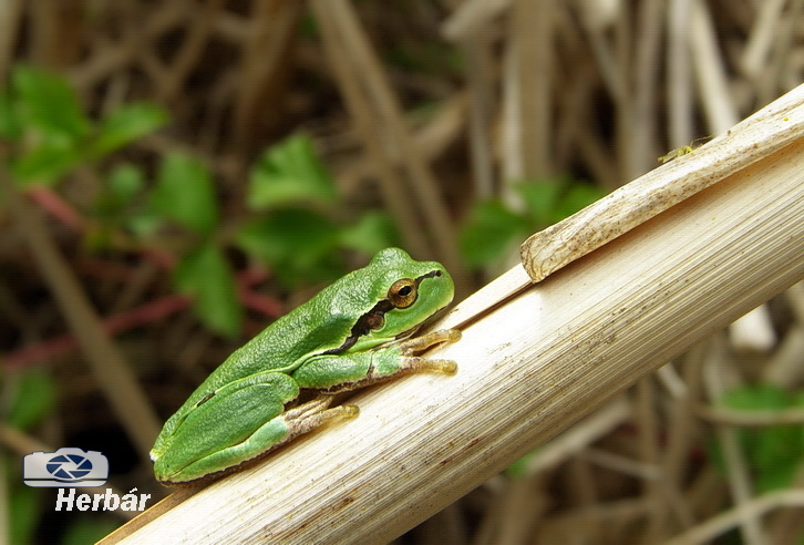 vraj predpovedá počasie