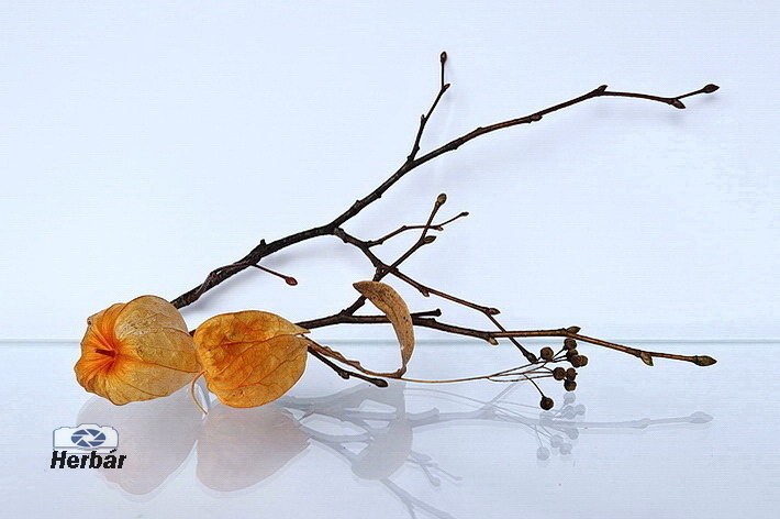 jesenné zátišie🍂