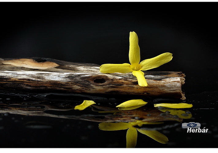 v svetle jarného kvetu