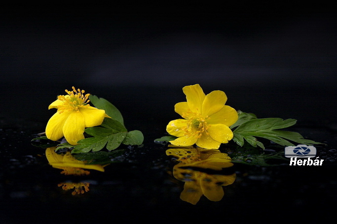 v žiari jarných kvetov