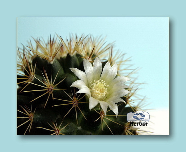 zakvitá mammillária