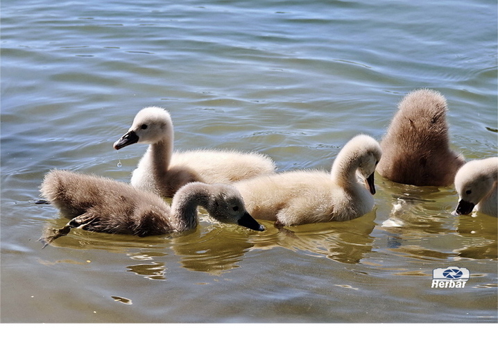 labúťata