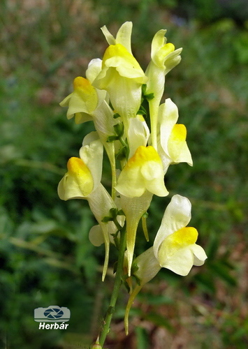 odolala suchu