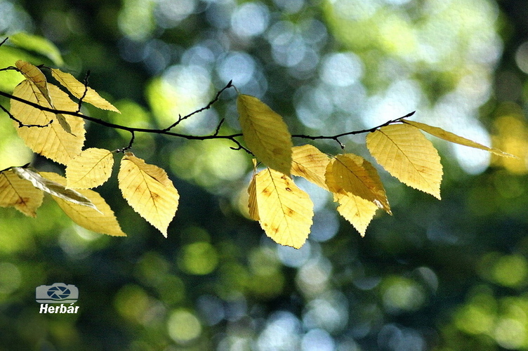 jesenné zátišie🍂