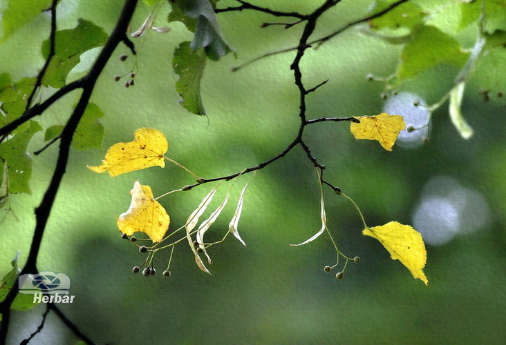 jesenné zátišie🍂