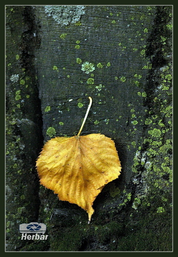 jesenné zátišie🍂