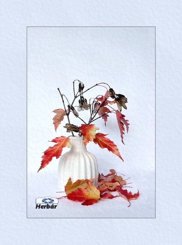 jesenné zátišie🍂