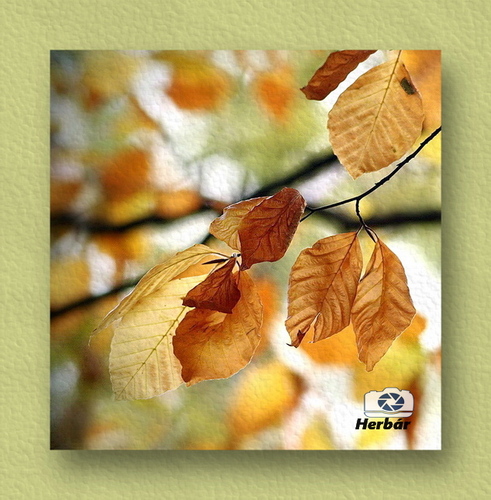 jesenné zátišie🍂