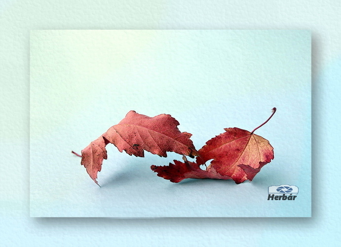 jesenné zátišie🍂