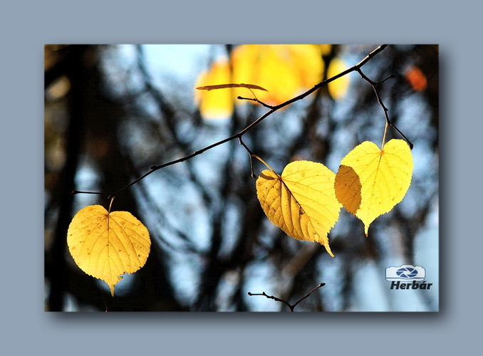 jesenné zátišie🍂