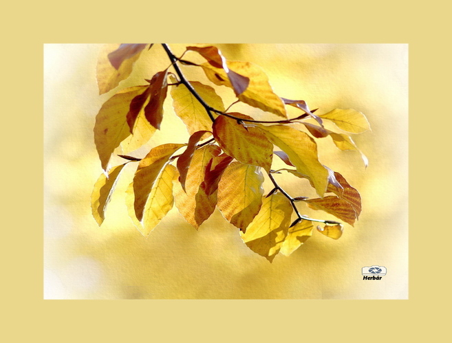 jesenné zátišie🍂