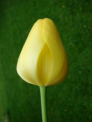 Kvapkový tulipán