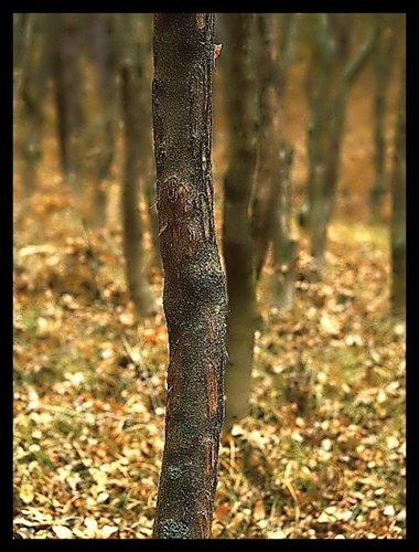 Jaseňový lesík