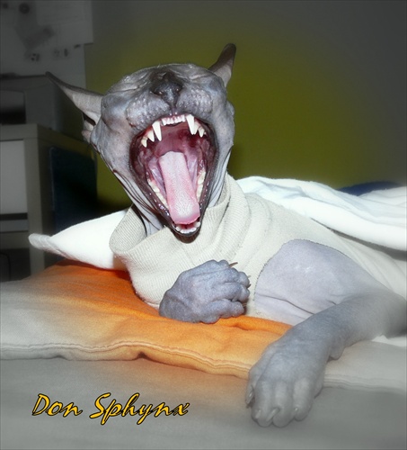 Don Sphynx mačka
