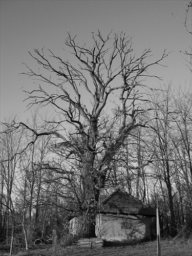 stary strom