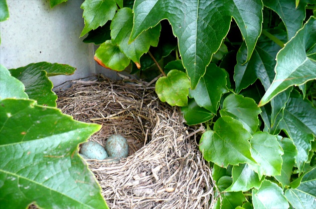 Prekvapenie v paviniči