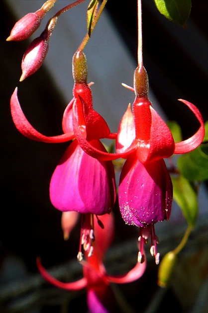 Fuchsie