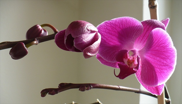Orchidea