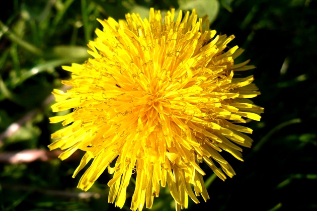 Púpava
